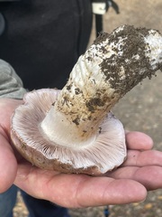 Cortinarius lilacinocolossus