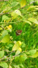 Neoscona orizabensis