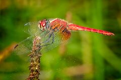 Aethriamanta nymphaeae