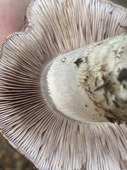 Cortinarius lilacinocolossus