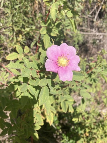 iNaturalist observation photo of California Wild Rose