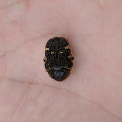 Coleoptera