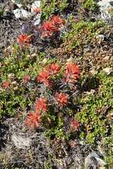 Castilleja rupicola