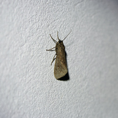 Virbia medarda