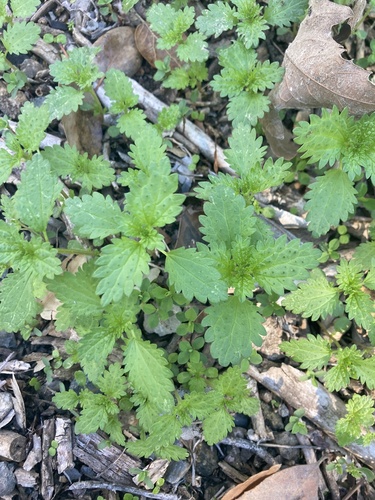 iNaturalist observation photo of Dwarf Nettle