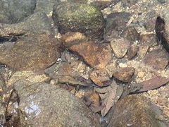 Paramesotriton hongkongensis