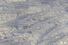 Fundulus parvipinnis