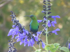 Nectarinia famosa famosa