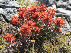 Castilleja rupicola