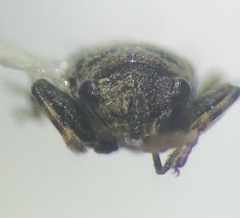 Phlegyas abbreviatus
