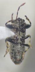 Phlegyas abbreviatus