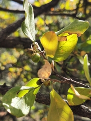Citharexylum altamiranum