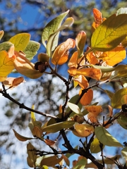 Citharexylum altamiranum