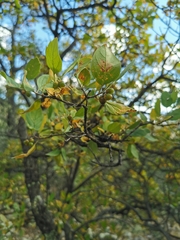 Citharexylum altamiranum