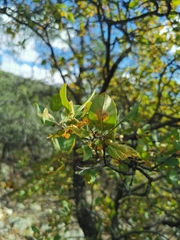 Citharexylum altamiranum