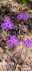 Thysanotus