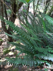 Blechnum parrisiae