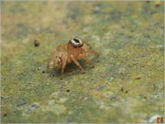 Yaginumaella lobata