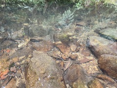 Paramesotriton hongkongensis