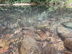 Paramesotriton hongkongensis