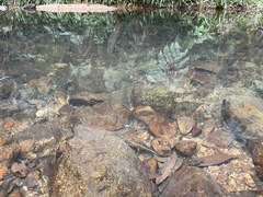 Paramesotriton hongkongensis