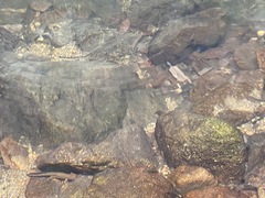 Paramesotriton hongkongensis