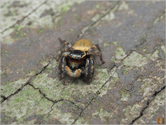 Carrhotus sannio