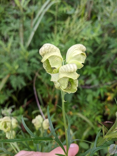Korean Monkshood (Aconitum coreanum)