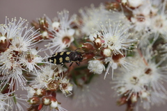Castiarina decemmaculata