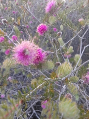 Melaleuca scabra