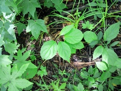 Schisandra chinensis