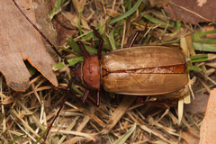 Agrianome spinicollis