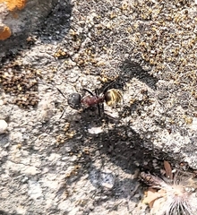 Camponotus rubrithorax
