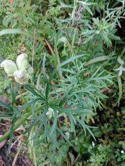 Aconitum