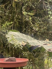 Pterophanes cyanopterus