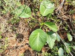 Ficus hispida