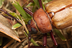 Agrianome spinicollis