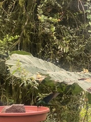 Pterophanes cyanopterus