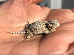 Phrynosoma platyrhinos