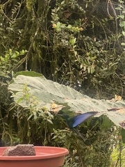 Pterophanes cyanopterus