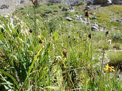 Carex illota
