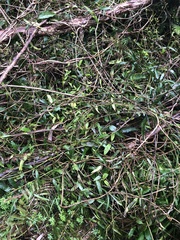 Parsonsia brownii