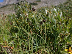 Carex illota