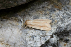 Leucania venalba