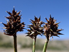 Carex illota