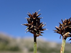 Carex illota