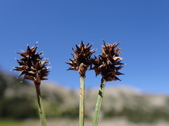 Carex illota