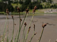 Carex praeceptorum