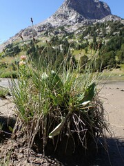Carex praeceptorum