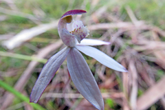 Caladenia gracilis